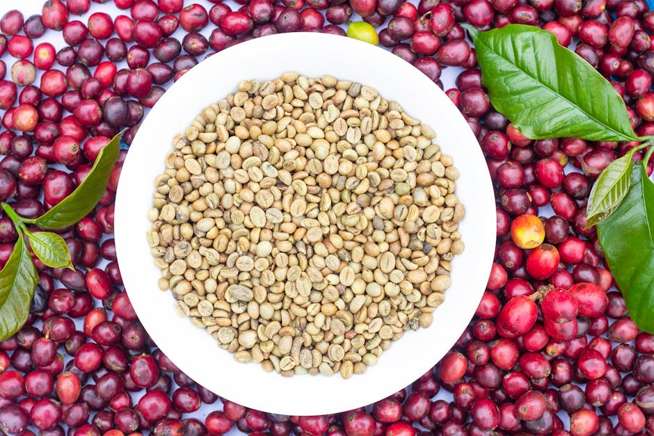 Top view of fresh and dried coffee beans in a bowl surrounded by coffee cherries.